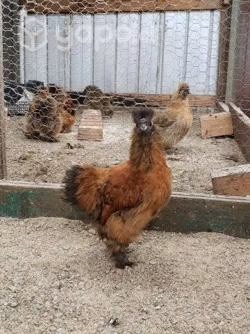 Sedosos Americanos (gallitos)
