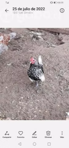 Gallos sebright plata