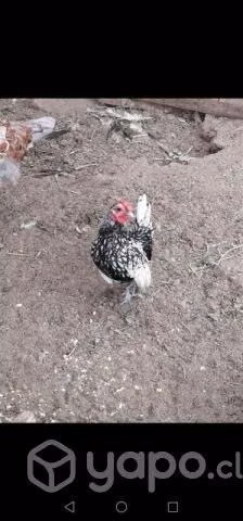 Gallos sebright plata