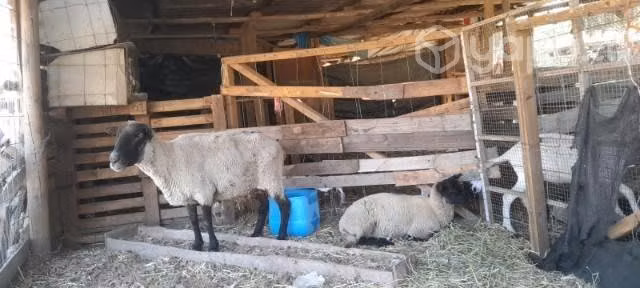Oveja y cabras