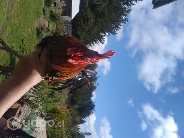 Gallitos