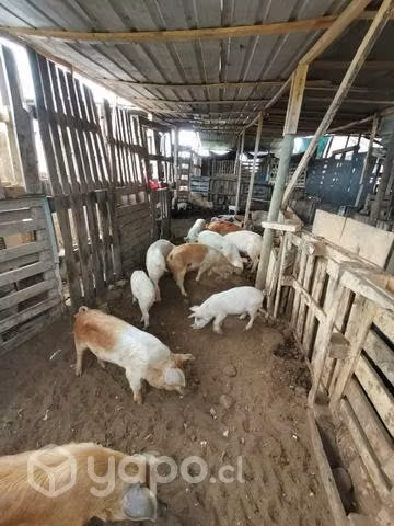 chanchos diciocheros