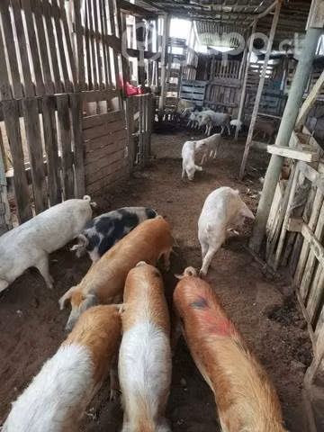 chanchos diciocheros