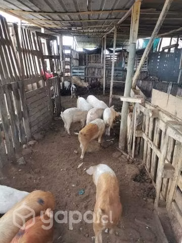 chanchos diciocheros