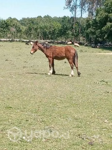 2 potrillos