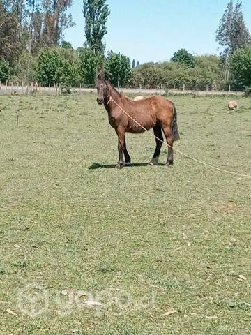 2 potrillos