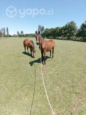 2 potrillos