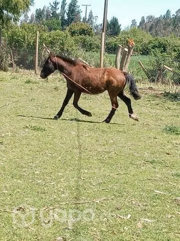 2 potrillos