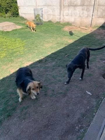 Se Regalan perros