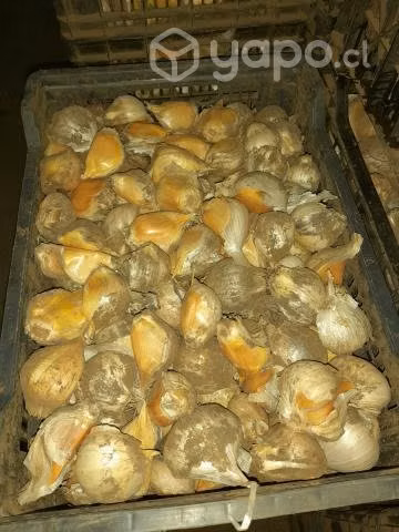 Ajo Chilote