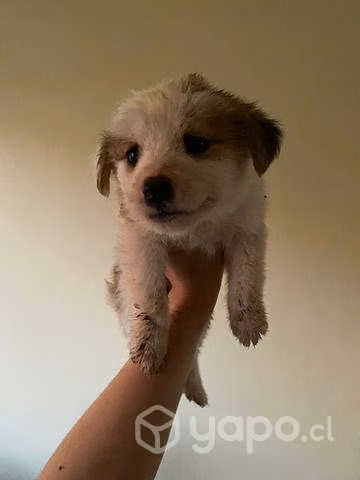 Se regalan cachorros mestizos