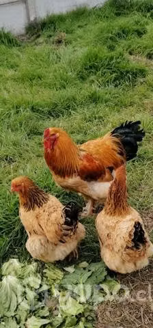 Huevos de brahmas