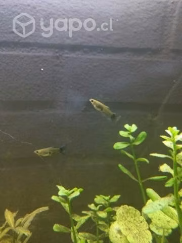 Peces guppy - Imagen 4