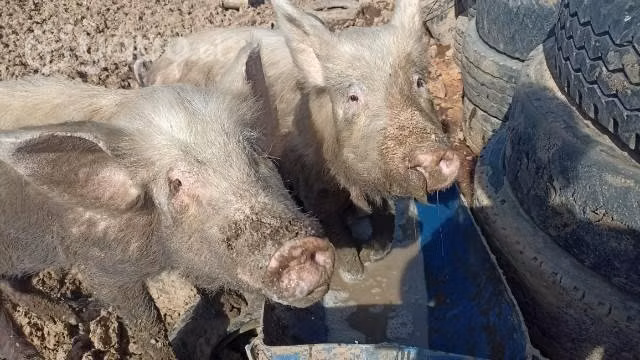 Chanchos