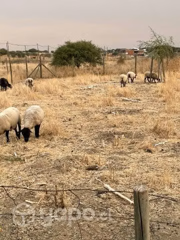 Lote de ovejas más 1 carnerillo
