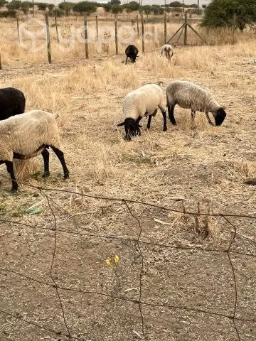 Lote de ovejas más 1 carnerillo