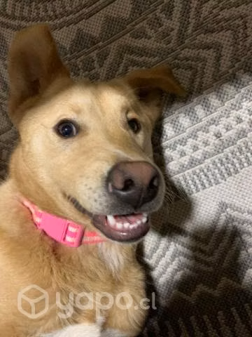 Perrito en adopción