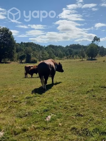 Toro en comuna de maullin - Imagen 3