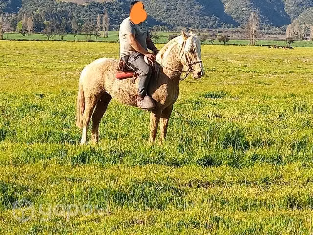 Caballo hueo pato
