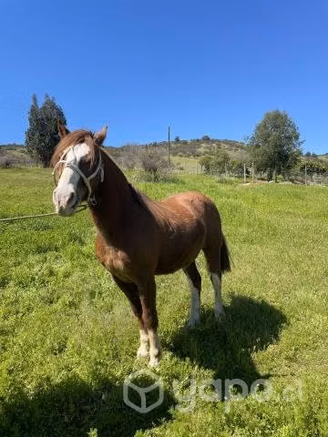 Caballo chileno - Imagen 4