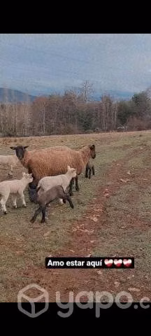 ovejas mellizeras