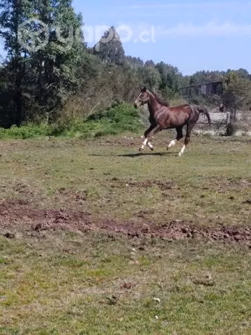 Crusa potro fino