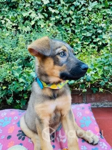 Cachorro en adopción