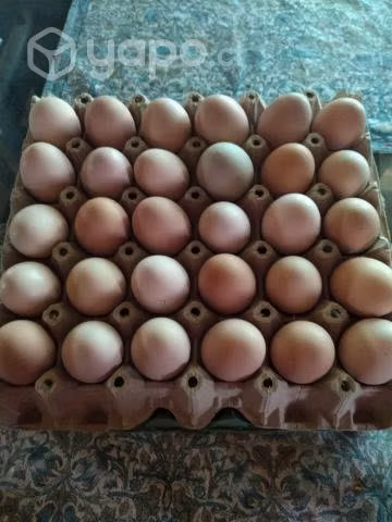 Huevos Nuevos  de campo