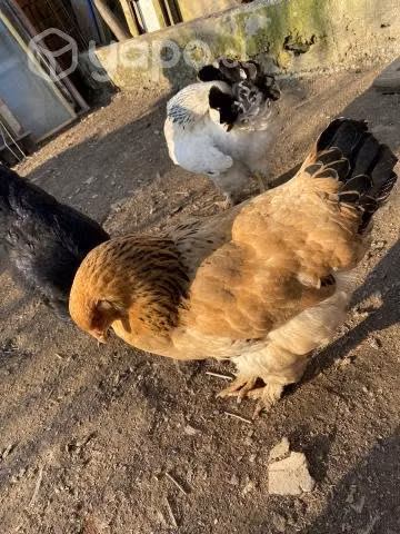 Gallinas brahma