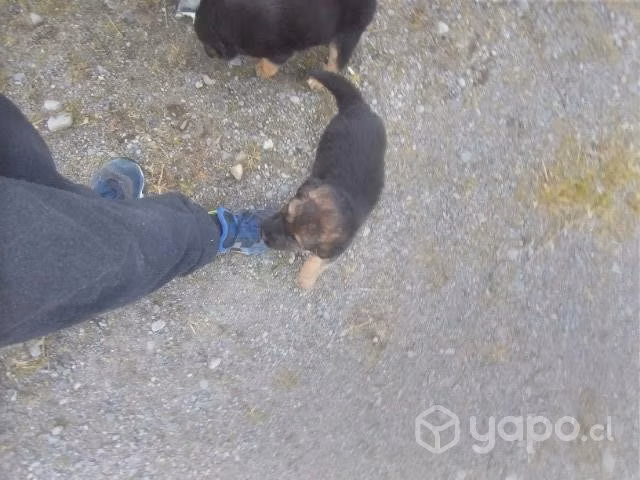 Se regalan perrito mezcla de pastor alemán - Imagen 3