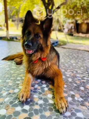 Regalo perrita pastor aleman
