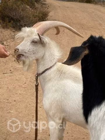 Saanen chivo