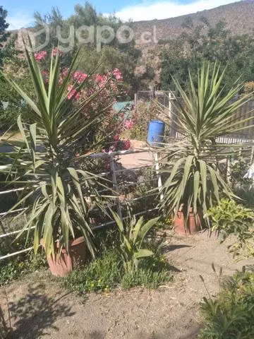 Palmeras  yucas
