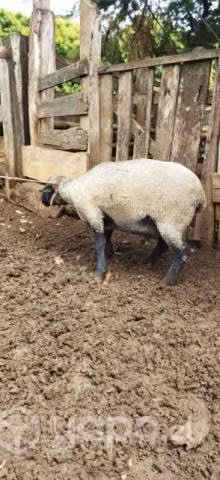 Carnero reproductor