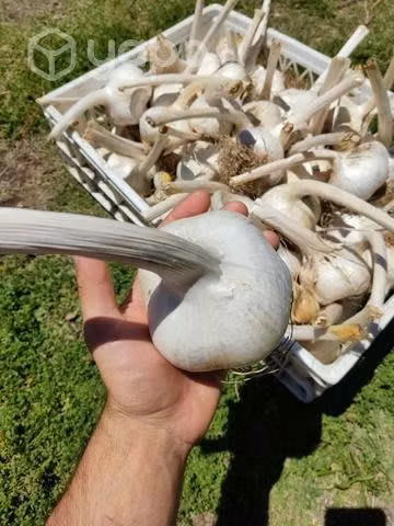 Ajos Chilotes