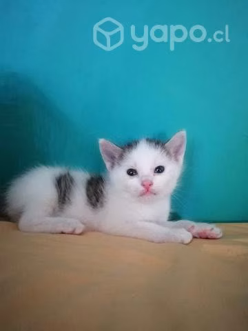 Gatitos en adopción