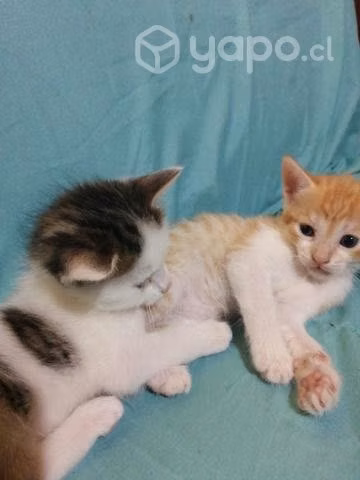 Gatitos en adopción