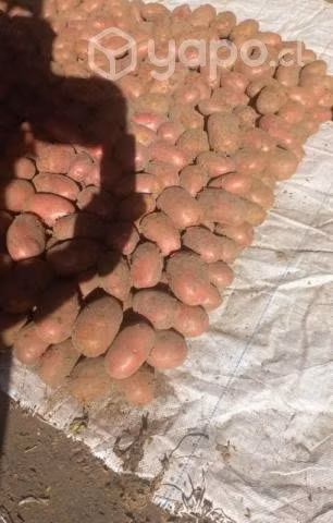 Papas sacos de 25 kilos a domicilio desde 8000 - Imagen 2