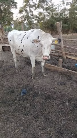Vaca lechera