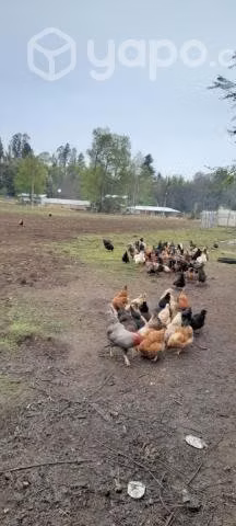 Gallinas criollas