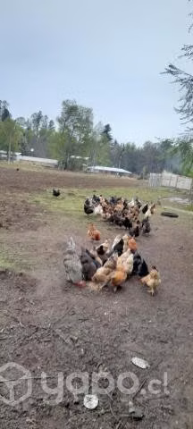 Gallinas criollas - Imagen 2