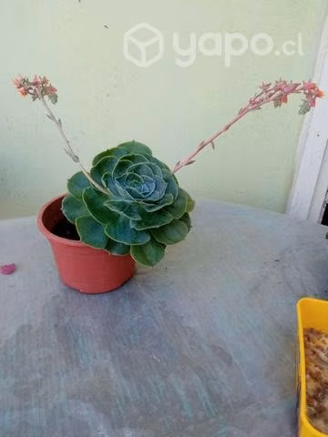Suculenta echeveria - Imagen 2