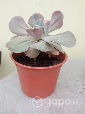 Suculenta echeveria