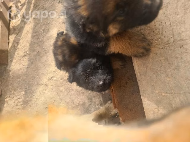 Se regalan quedan 5