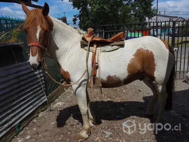 Caballo tobiano 5 años