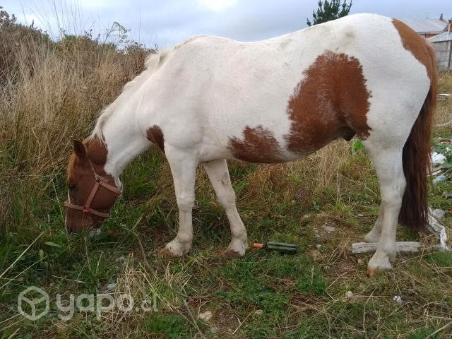 Caballo tobiano 5 años