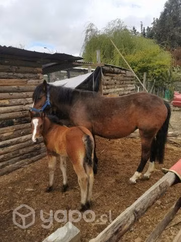 yegua y cria