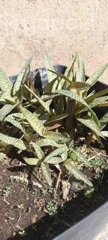 Planta Escila(Ledebouria Socialis)