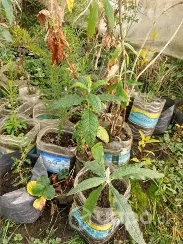 plantas de matico