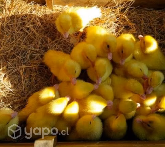 Patitos engorde